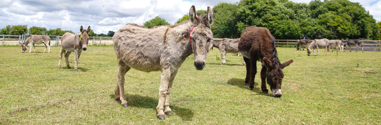 Donkeys in a field at the Isle of Wight Donkey Sanctuary